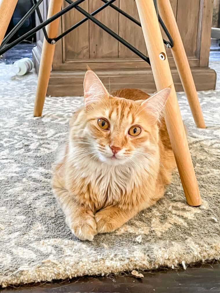 orange cat sitting under a chair