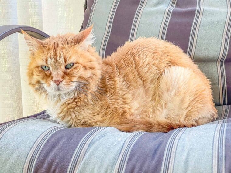 orange cat in a chair