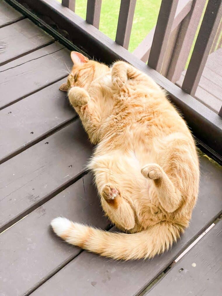 orange cat laying on its back