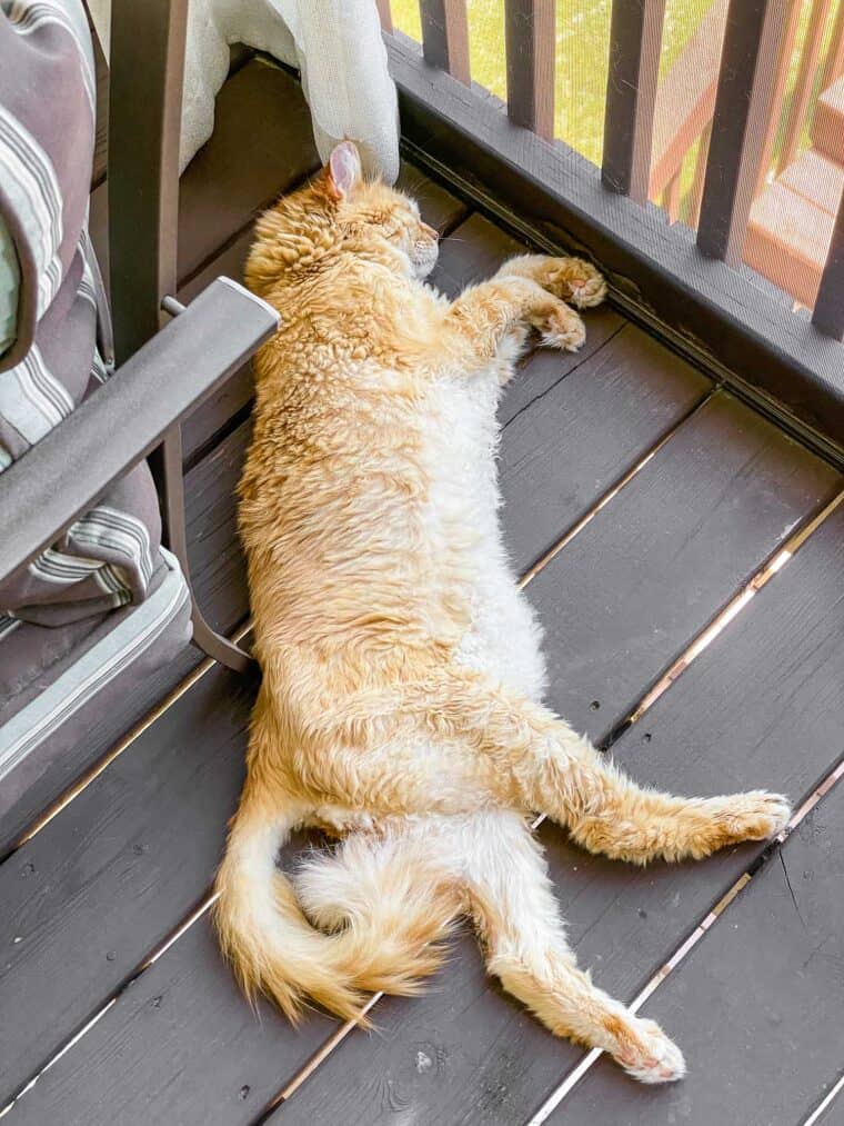 orange cat laying on the deck