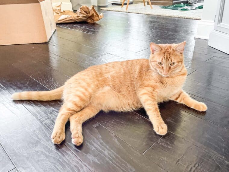 orange cat laying on the floor