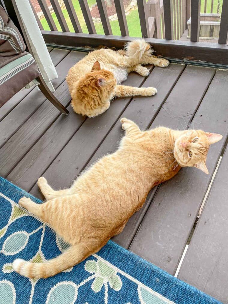 2 orange cats on the deck