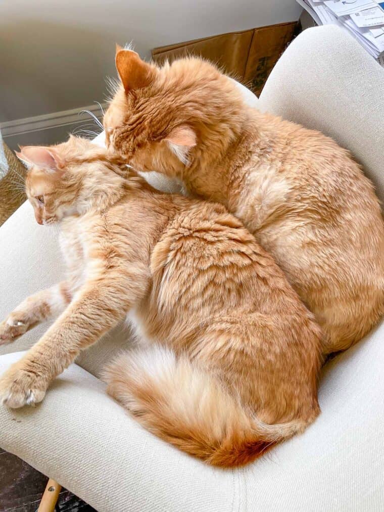 2 orange cats in a chair