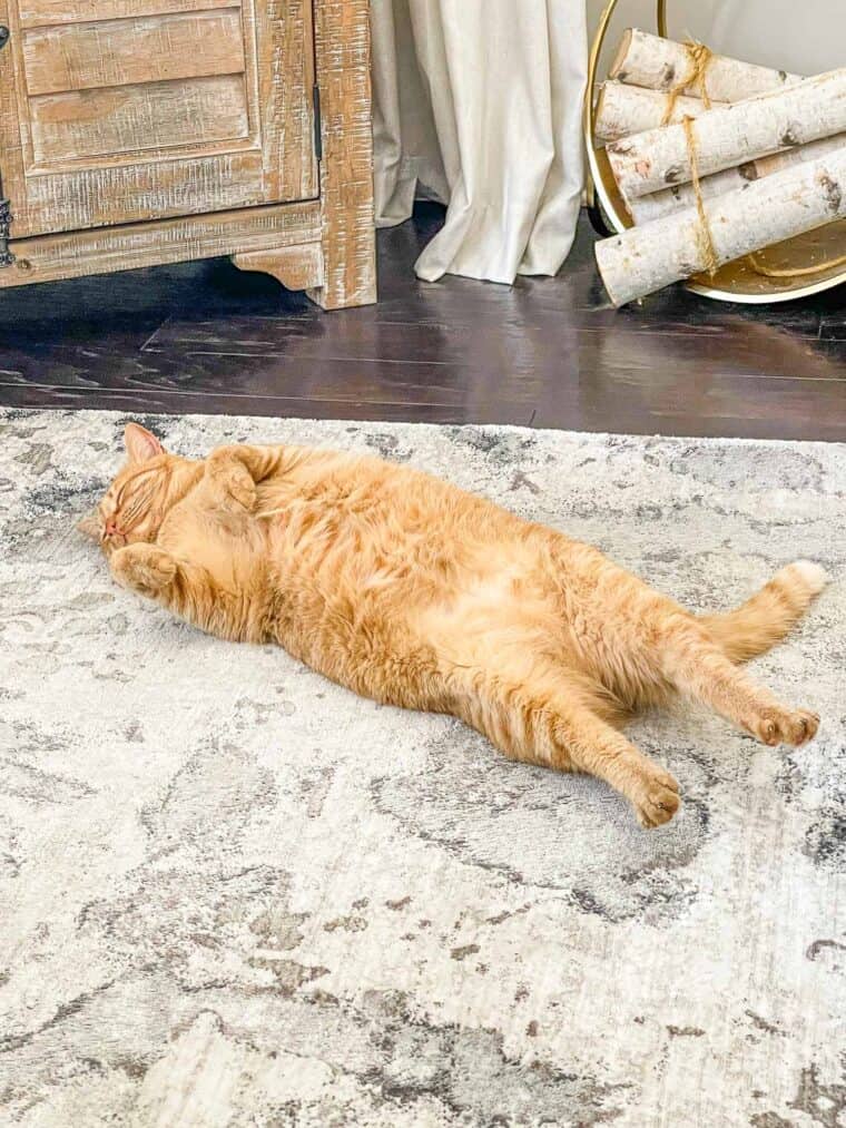 orange cat sleeping on its back on the rug