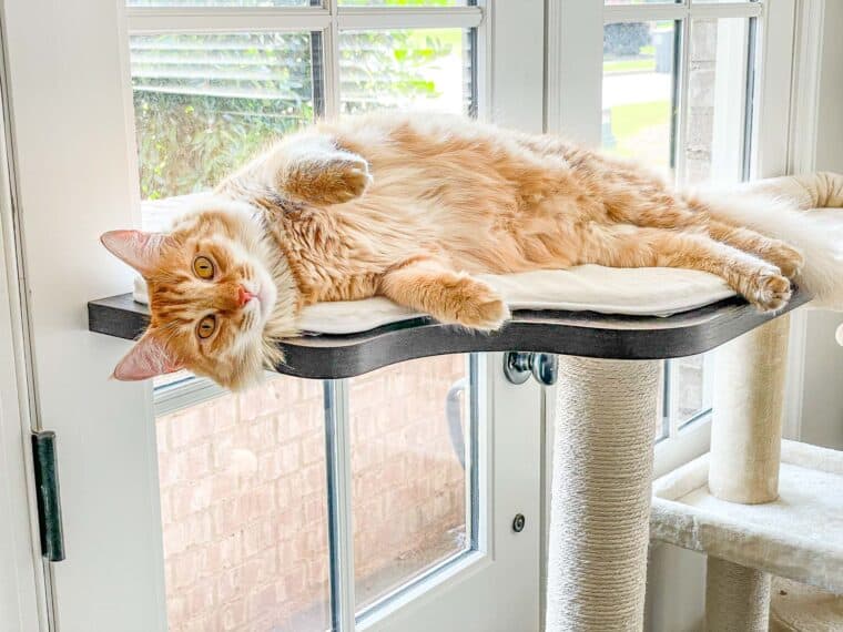 orange cat on a cat tower