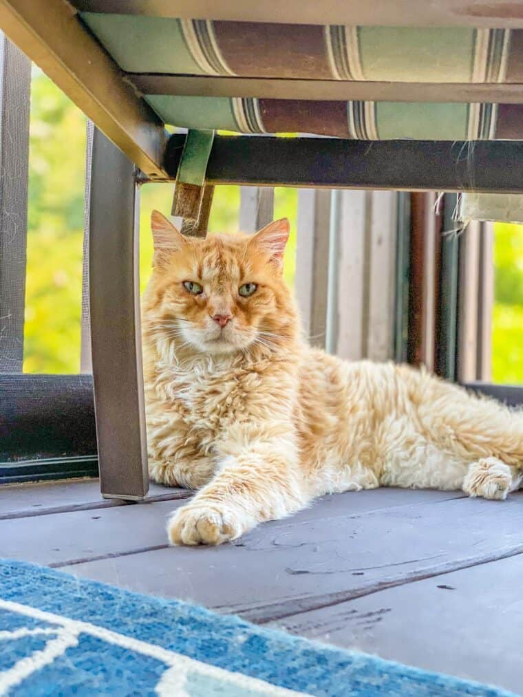 orange cat sitting on the deck under a chair