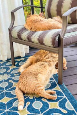 3 orange cats sleeping on the screened deck
