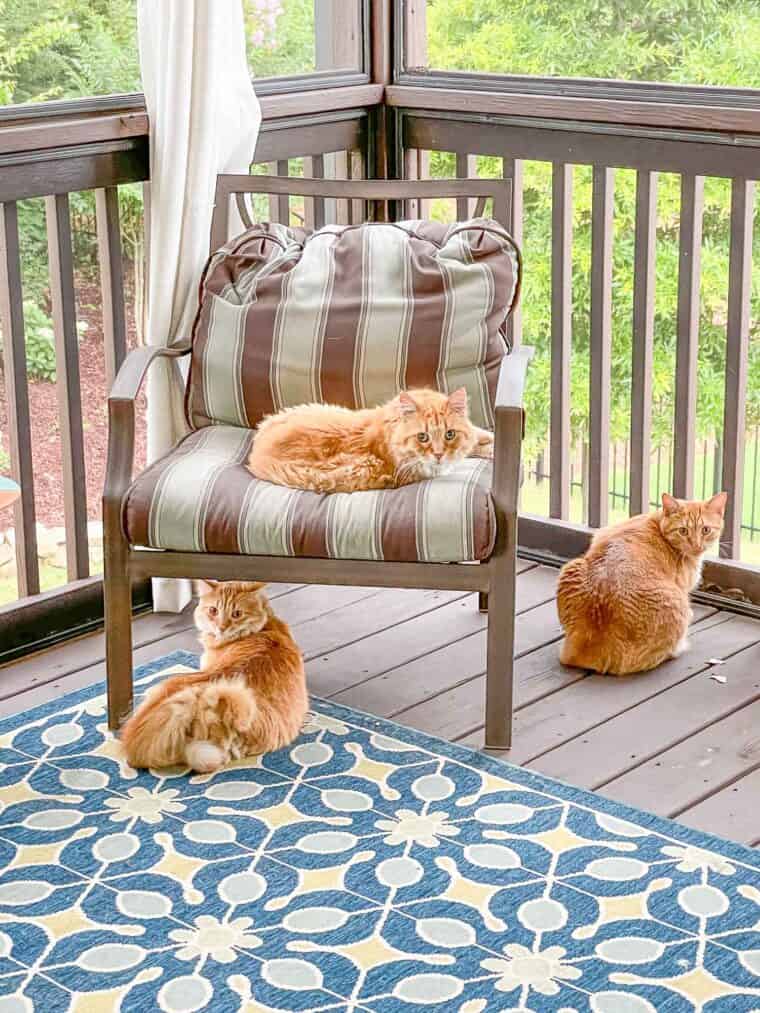 3 orange cats on the screened deck
