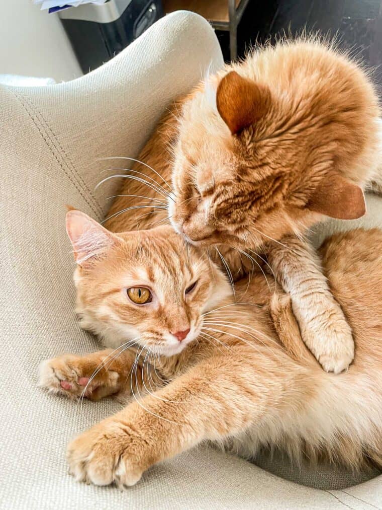 two orange cats in a chair