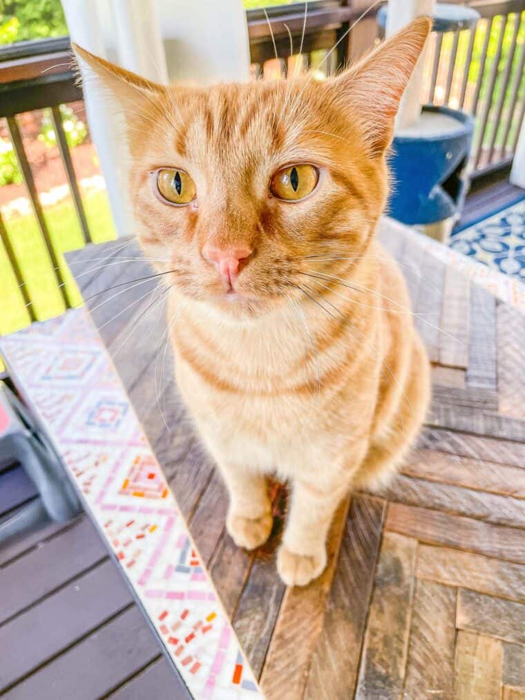 orange cat sitting outside on a table