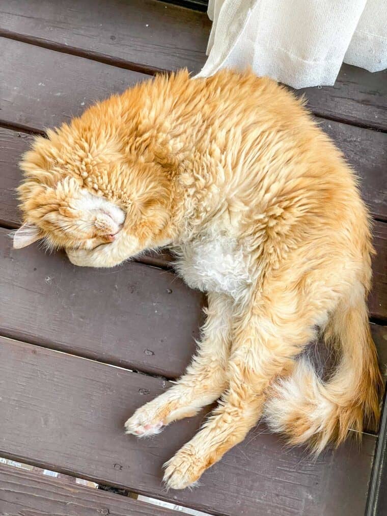 orange cat laying on the deck