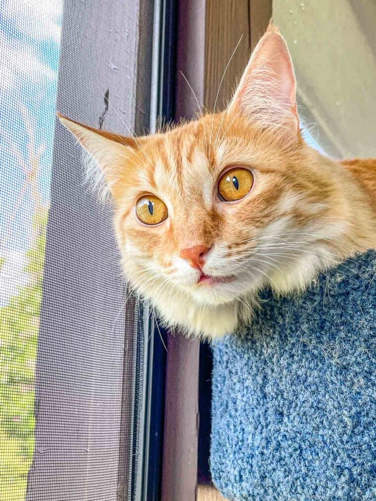 orange cat outside on the deck in a cat tower
