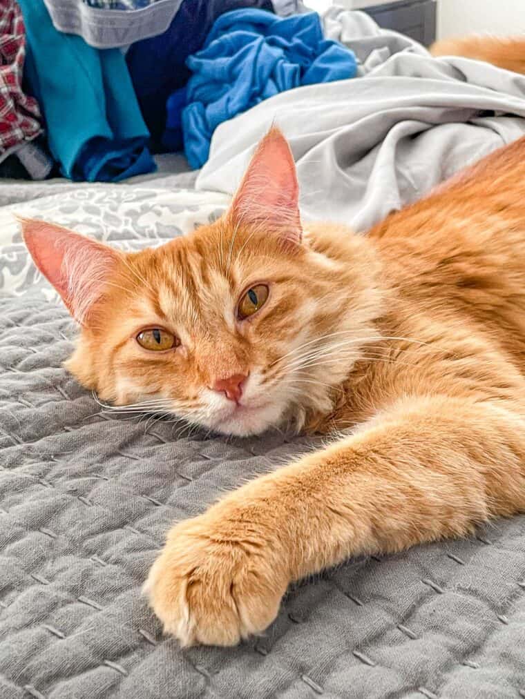 orange cat in the bed