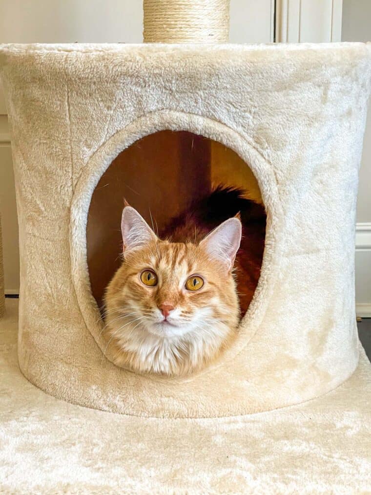 orange cat in the cat tower