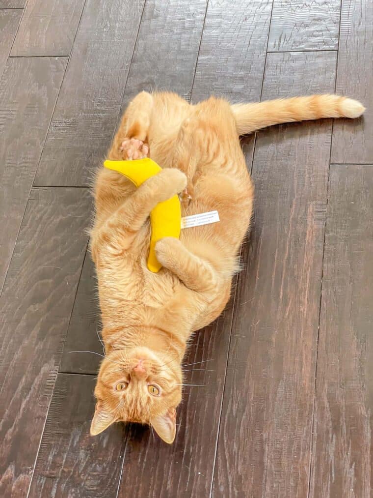 cat laying on its back with a banana
