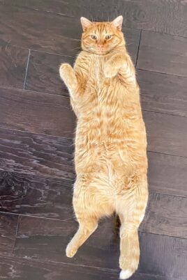cat laying on its back on the floor