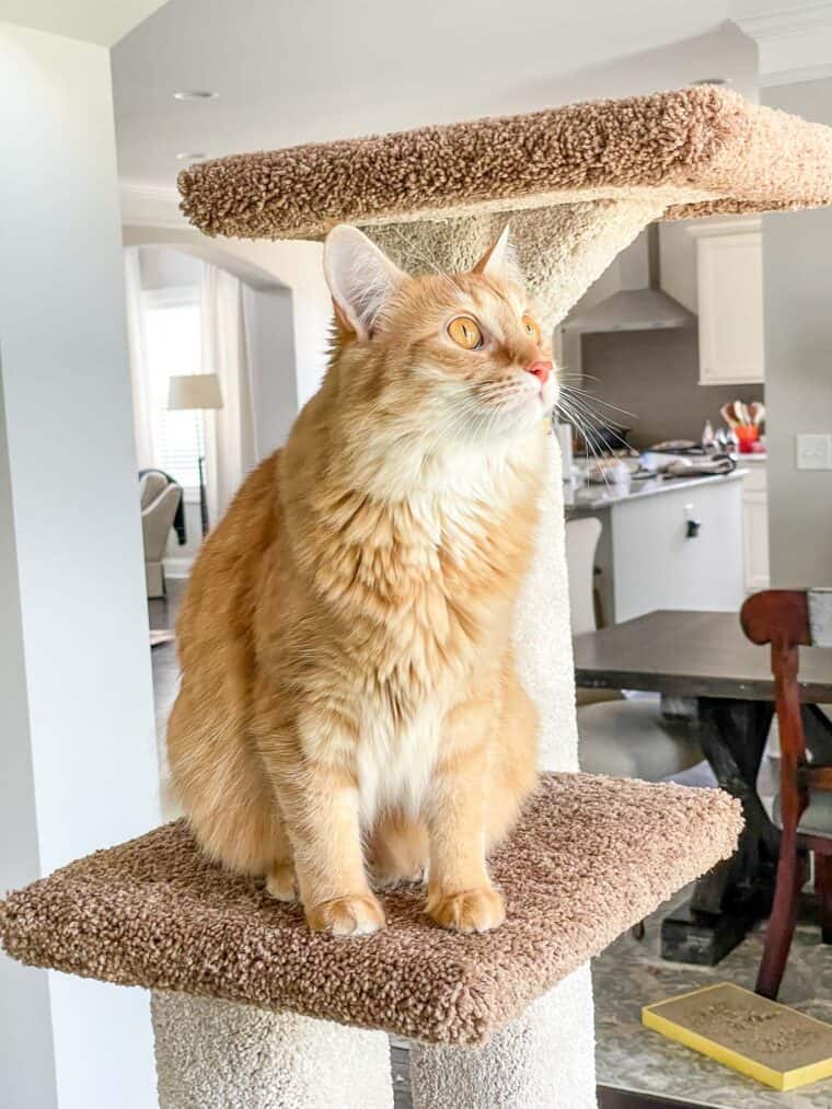 cat sitting on a cat tower