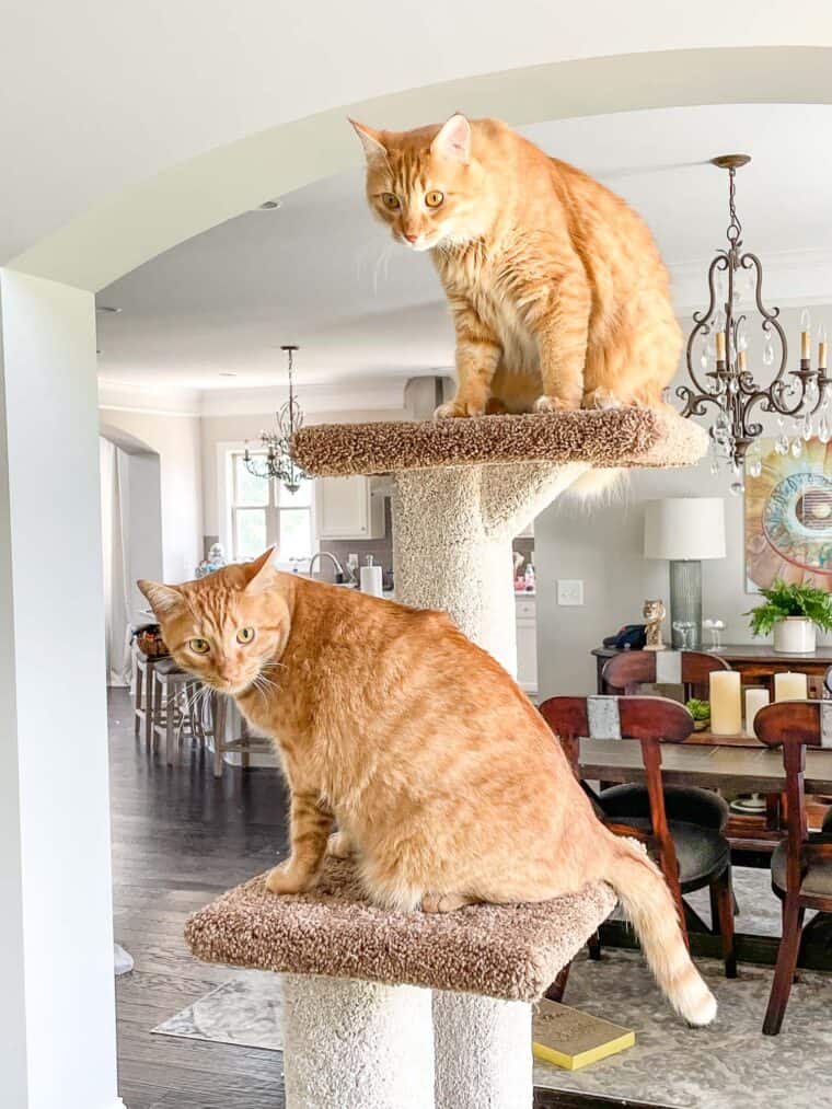 2 cats sitting on a cat tower