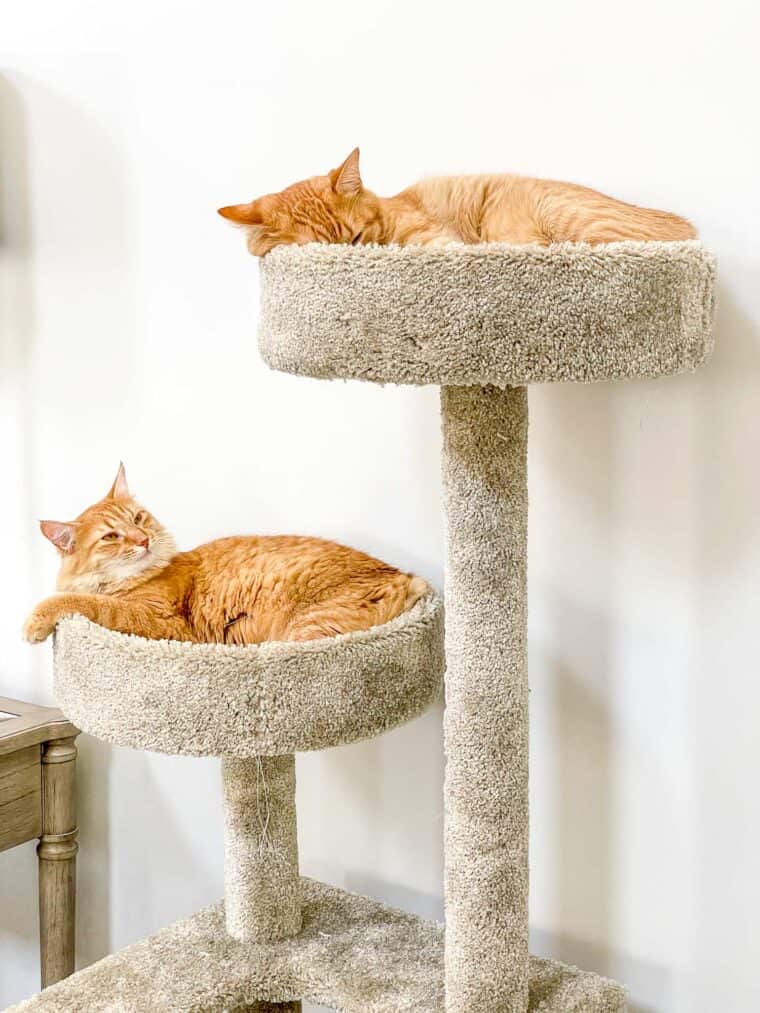 two cats on the cat tower