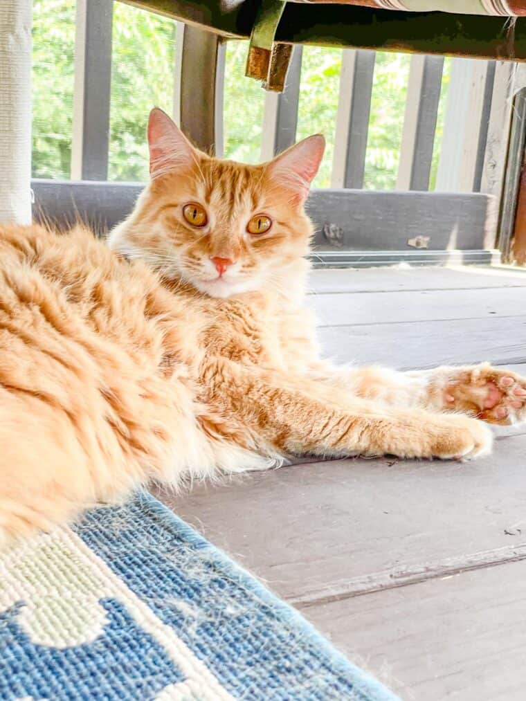 orange cat on the deck