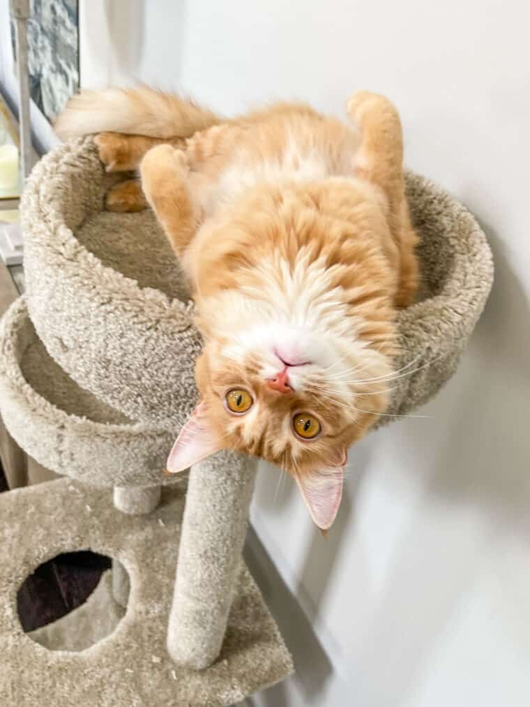 orange cat laying on its back