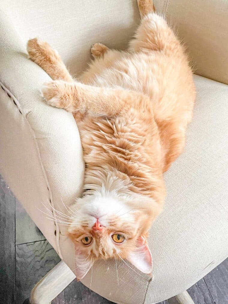 cat laying on its back in a chair