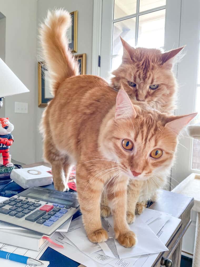 two cats on a desk