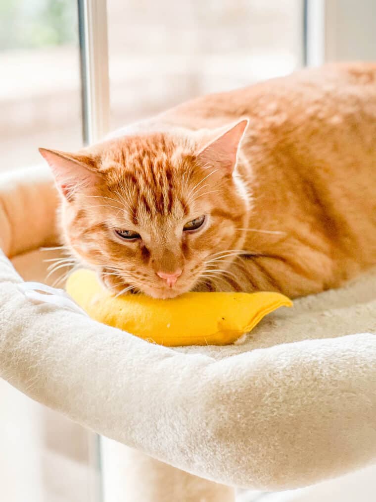 orange cat with catnip banana on a cat tower