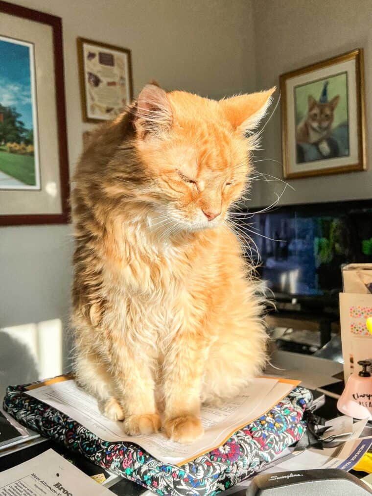 cat sitting on the desk in the sun
