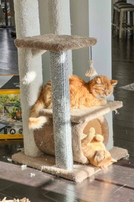 two cats playing on a cat tower