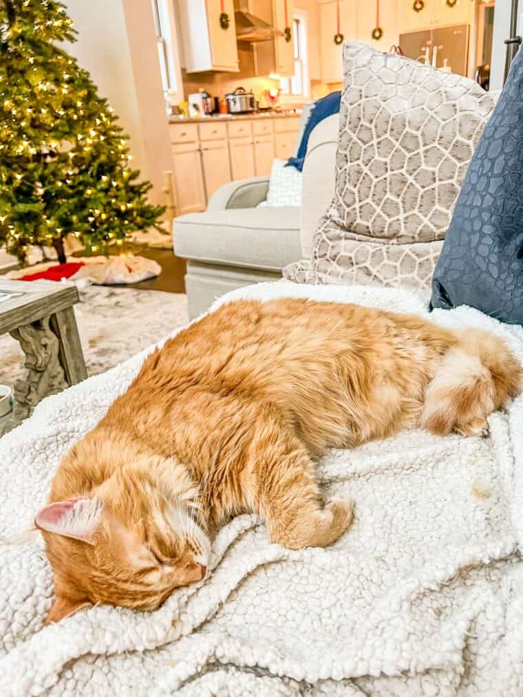 orange cat sitting on the sofa with christmas tree in background