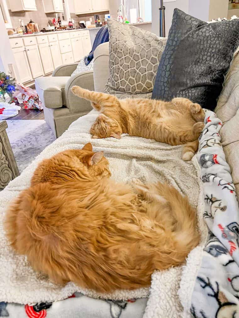 2 orange cats sleeping on the sofa