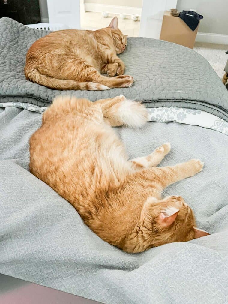 2 cats sleeping on the bed