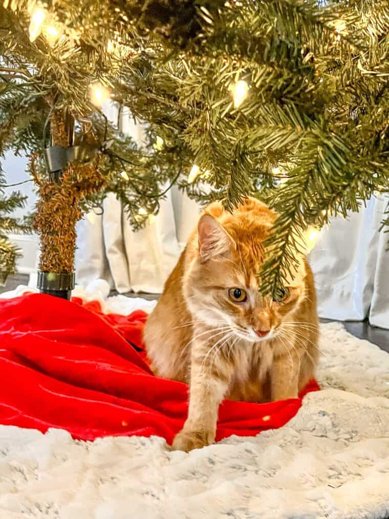 orange cat under a christmas tree