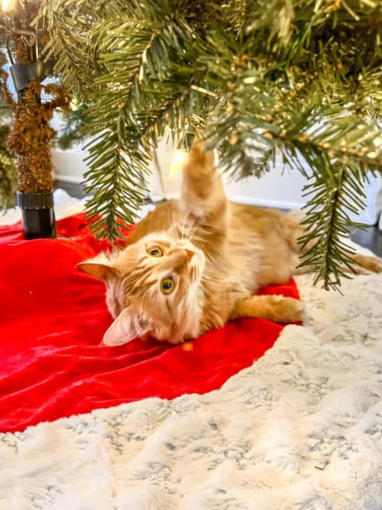 orange cat under a christmas tree