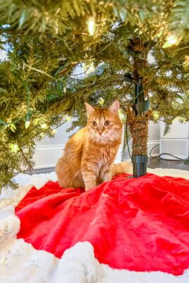orange cat under the christmas tree