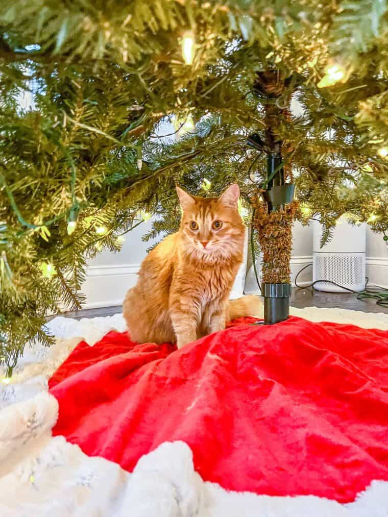 orange cat under the christmas tree