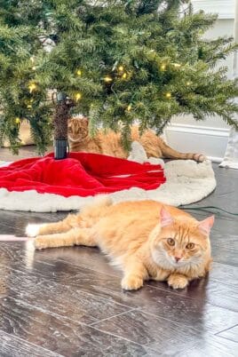 two orange cats and a christmas tree