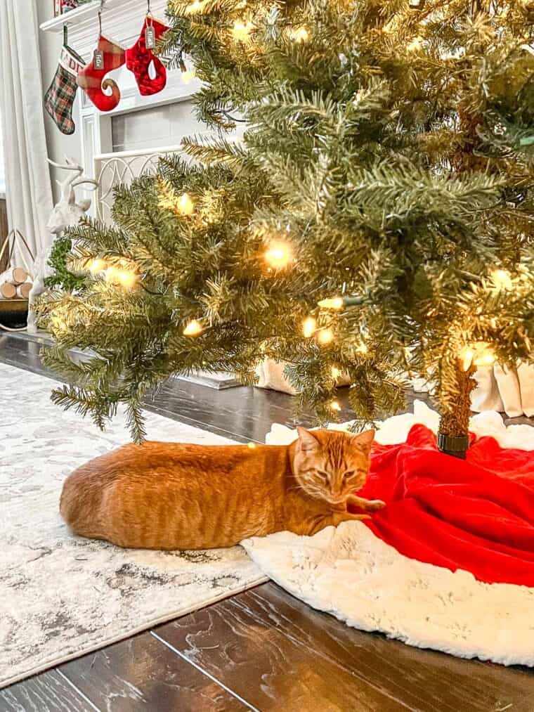 orange cat under the tree
