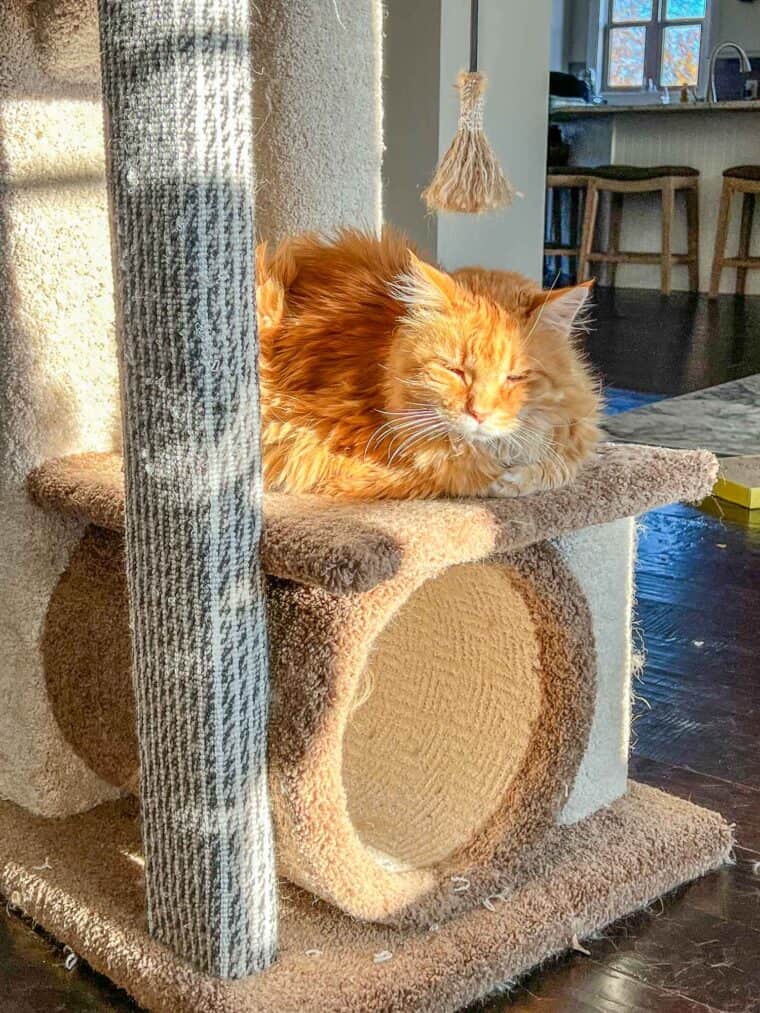 orange cat on a cat tower
