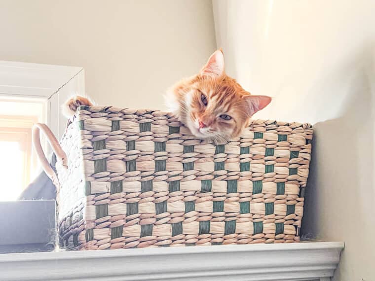 orange cat in a basket