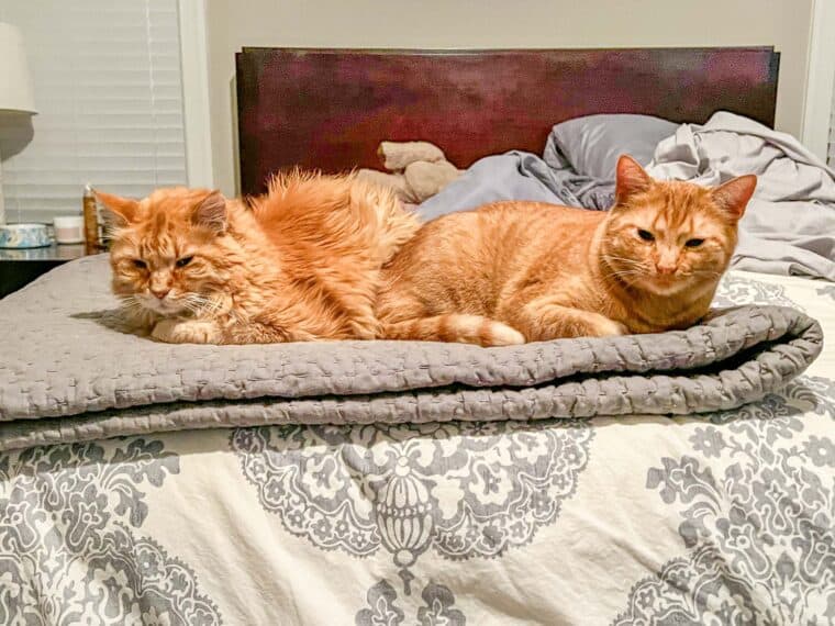 two orange cats on the bed