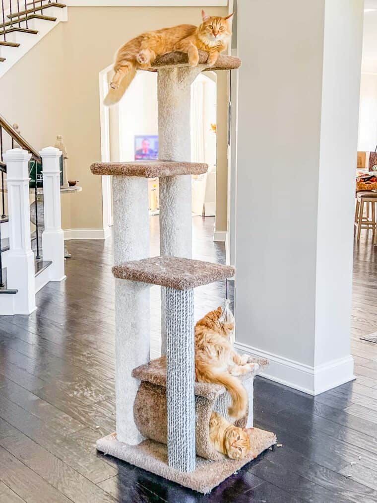 3 cats on a cat tower
