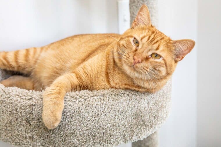 cat in a cat tower