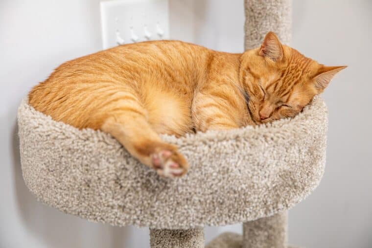 orange cat sleeping in a cat tower