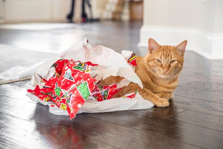 cat sitting with bag with wrapping paper