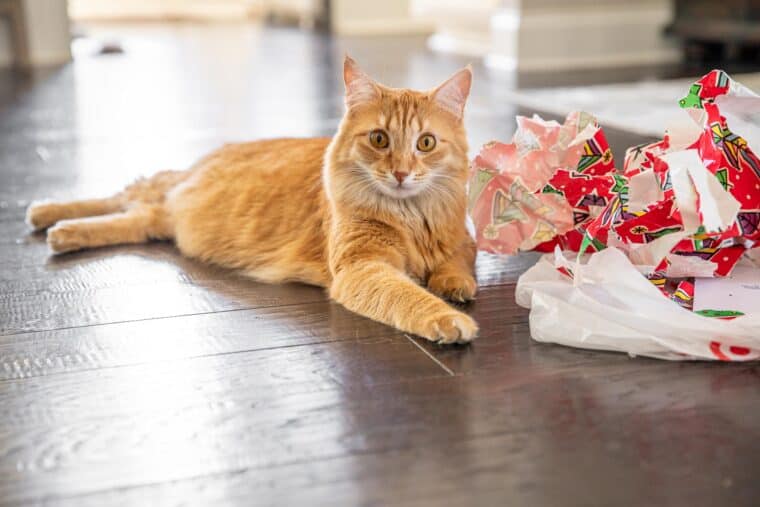 cat sitting next to wrapping paper