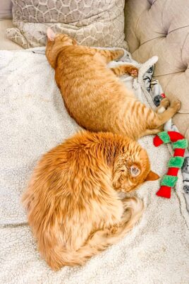 two orange cats sleeping on the sofa