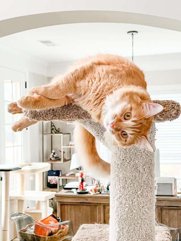cat on a cat tower