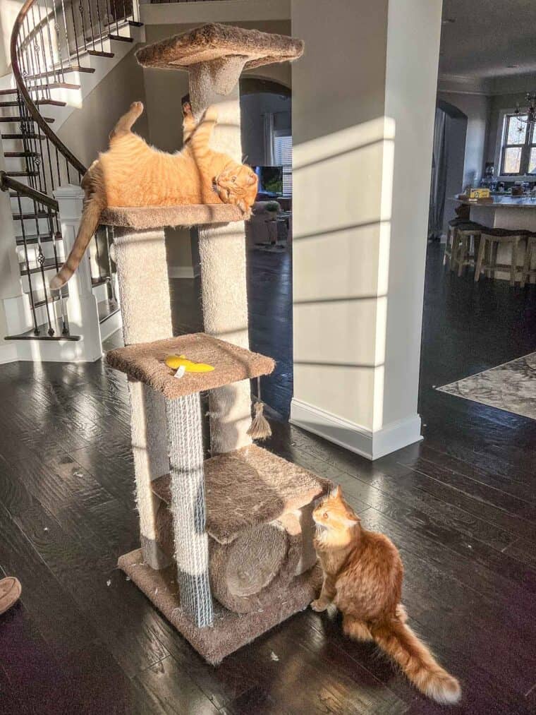 two cats on a cat tower